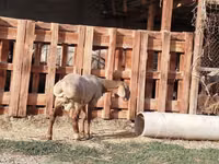 Carnero, Rhon sheep — foto 5
