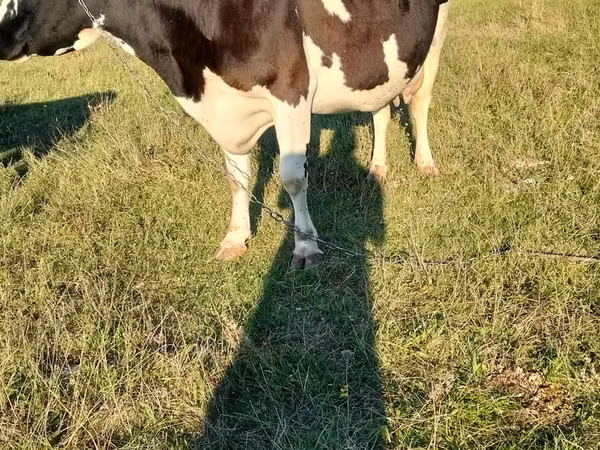 Cow, Cast cow