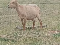 تيس, Alpine goat — الصورة 1