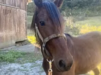 Caballo, Rocky Mountain Horse — foto 2
