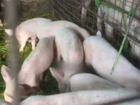 Cerdos (lote, sexo no especificado), Cerdos — foto 1