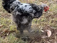 Brahma — photo 5