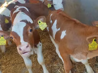 Rinder (Partie, Geschlecht nicht angegeben), Simmental cattle — Foto 2