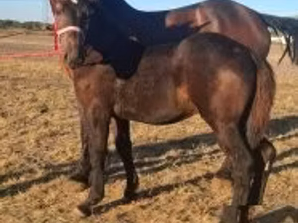 公马, Percheron