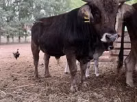 सांड, भूरी कार्पातियन नस्ल — फ़ोटो 1
