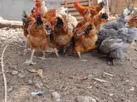 Shamo chickens — photo 2