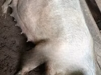 Schweine (Partie, Geschlecht nicht angegeben), Schweine — Foto 7