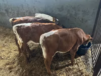 أبقار (دفعة، الجنس غير محدد), Simmental cattle — الصورة 3