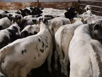 Cattle (batch, sex not specified), Simmental cattle — photo 2