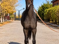 母马, Akhal-Teke — 照片 2