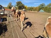 Mare, Haflinger — photo 5