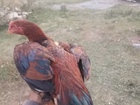 Chickens — foto 1