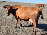 Cow, Kazakh White-headed cow — photo 4