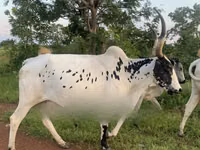 بقرة, براهما — الصورة 1