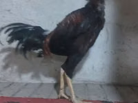 Chickens — photo 3