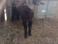 Ziegenbock, Damask goat — Foto 1