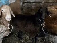 公羊, Rhon sheep — 照片 6