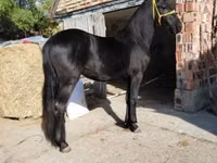Hengst, Friesian — Foto 3