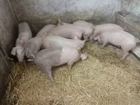 Sow — photo 3