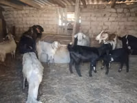 Ziege, Saanen goat — Foto 4