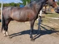 घोड़ा, Dutch warmblood horse — फ़ोटो 5