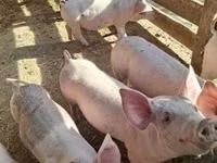 Säue, Schweine — Foto 1