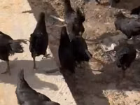 Chickens — photo 2