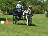 Mare, Lipizzaner — photo 5
