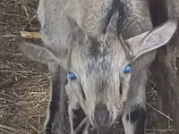 Goats (batch, sex not specified), Goats — photo 1