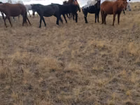 Caballos (lote, sexo no especificado), Caballos — foto 2