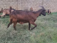 Ziege, Alpine goat — Foto 5