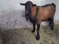 تيس, Italian Alpine goat — الصورة 3