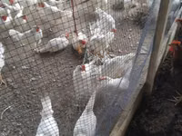 Chickens — Foto 1