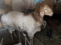 公羊, Rhon sheep — 照片 1