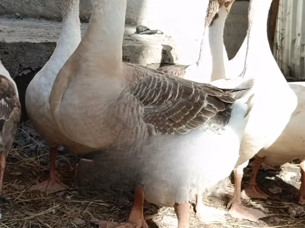 Geese