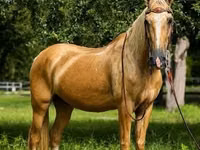 Horse (M), Quarter Horse — photo 4