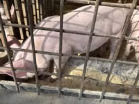 Schweine (Partie, Geschlecht nicht angegeben) — Foto 4