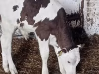 أبقار (دفعة، الجنس غير محدد), Russian Black pied cattle — الصورة 2
