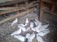 Chickens — फ़ोटो 3