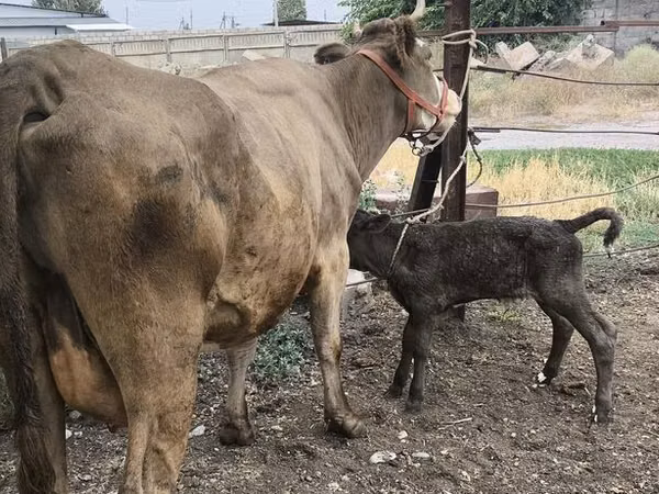 गाय, Simmental cattle