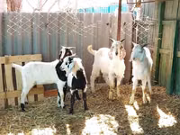 Ziegenbock, Saanen goat — Foto 6