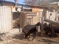 كبش, Ordabasy sheep — الصورة 2