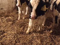 Bull, Russian Black pied cattle — photo 1