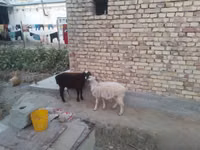 公羊, Sheep — 照片 3