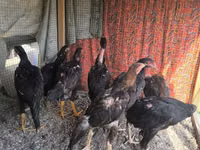 Chickens — 照片 4