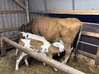 Kuh, Simmental cattle — Foto 1