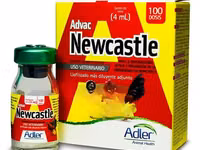 Newcastle Disease Vaccine for Chickens — 照片 1