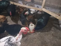 Chickens — 照片 3
