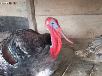 Turkeys — Foto 2