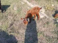 Goats (batch, sex not specified), Goats — photo 3